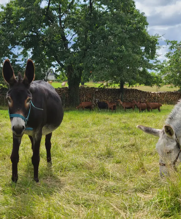 lachevreriedeslandes-Les-caissettes-viande